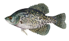 Crappie