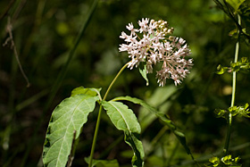 Milkweed